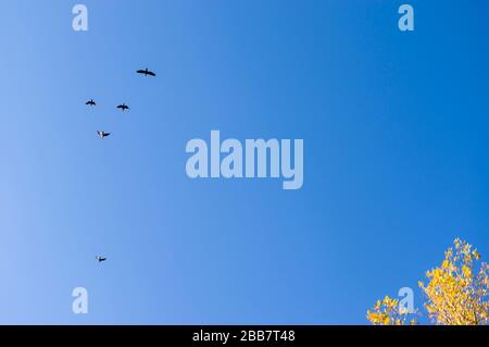 Kormorane im Flug und Birken mit gelben Herbstfarben vor blauem Himmel Stockfoto