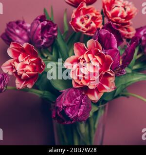 Schöner Bund aus Tulpen im Pony- und Papageienstil in der Vase auf dem staubigen pinkfarbenen Hintergrund, Frühlingsferienkonzept, Kopierraum Stockfoto