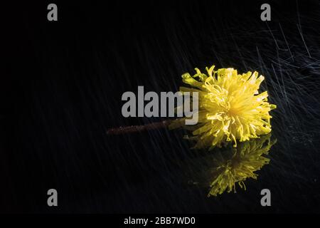 Einschneidige Dandelion, die im Regen auf schwarzem Hintergrund liegt Stockfoto