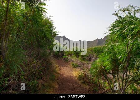 Üppige endemische Flora durch die weite Felslandschaft in der Nähe von Santiago del Teide Stadt, auf dem aufsteigenden Weg nach Arguayo Dorf auf Teneriffa, Kanarische Inseln Stockfoto