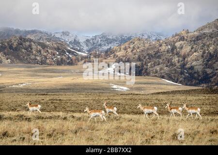 Kleine Herde von Pronghorn Antelope weiden im Sagebush des Carbon County, Wyoming. Stockfoto