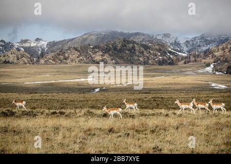 Kleine Herde von Pronghorn Antelope weiden im Sagebush des Carbon County, Wyoming. Stockfoto