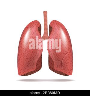 Menschliche Lunge isoliert auf weiss Stock Vektor