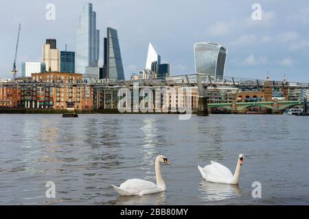 Stumme Schwäne oder Cygnus olor gleiten auf der Themse und der City of London, London, England, Großbritannien Stockfoto