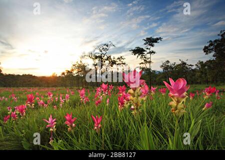 Dok krachiao Blooming oder Siam-Tulip Festival in PA hin Ngam National Park Chaiyaphum Thailand Stockfoto