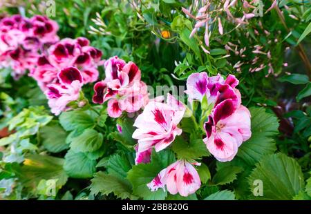 Helles Bild einer Geranienengelpflanze auf grünem Pflanzenhintergrund. Bicolor weiß-rosa Engel-Pelargonium in einem schönen Blumengarten. Pelargoni Stockfoto