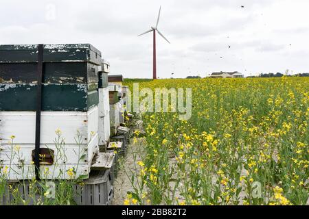 Bienenstöcke in einer Reihe. Drei verwitterte weiße und grüne Bienenstöcke oder Waben mit Honigbienen, umgeben von gelben Rapsblüten und Windturbine. Stockfoto