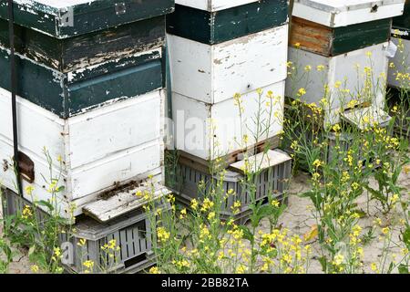 Bienenstöcke in Folge. Drei alte verwitterte weiße und grüne Bienenkörbe oder Waben mit Honigbienen umgeben von gelben Rapsblumen. Stockfoto