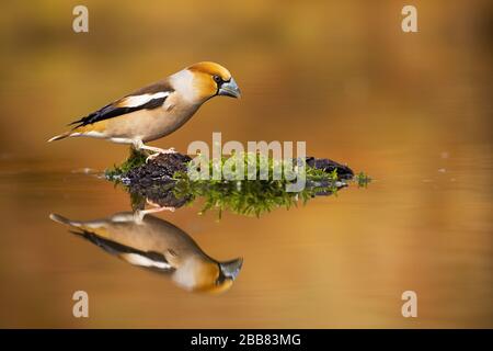 Männliches Hawfinch, das auf einem Moos mitten im Teich sitzt und auf Wasser reflektiert. Stockfoto