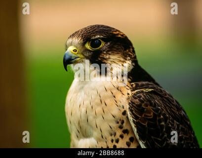 Seitenansicht des Chefs von Peregrine Falcon (Falco peregrinus), Newent Falconry Center, Gloucestershire, England, Großbritannien Stockfoto