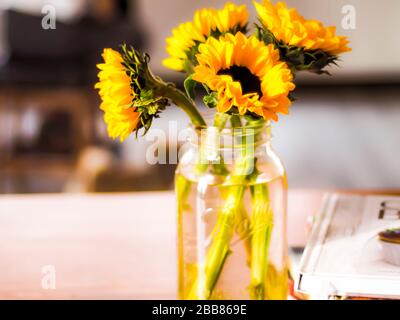 Schöne gelbe Sonnenblumen in EINER Glasflasche Vase über unscharfen Hintergrund. Stockfoto