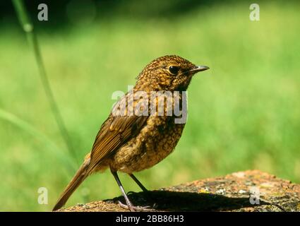 Jungkehlchen. Ein junger, kleiner europäischer Robin (Erithacus rubecula) Vogel mit gefiedertem braunem Federgefieder, der auf dem Boden steht, England, Großbritannien Stockfoto