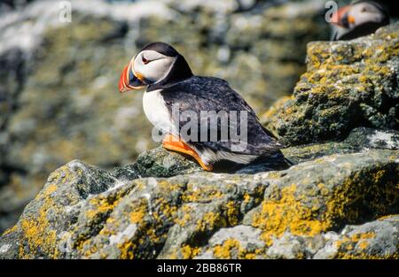 Ein Erwachsener, Common Puffin/Atlantic Puffin (Fratercula arctica), der auf Meeresklippen, Insel Lunga, Schottland, Großbritannien sitzt Stockfoto