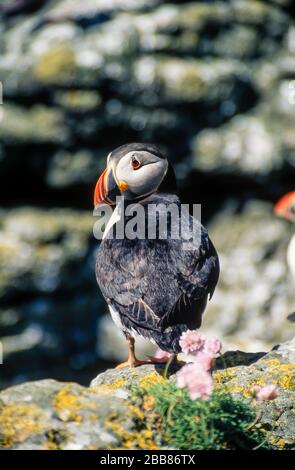 Ein Erwachsener, Common Puffin/Atlantic Puffin (Fratercula arctica), der auf Meeresklippen, Insel Lunga, Schottland, Großbritannien sitzt Stockfoto