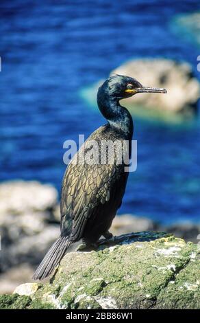 Ein erwachsener Shag (Gulosus aristotelis) mit grünen Gefiederfedern, hoch oben auf Meeresklippen mit blauem Meer, Insel Lunga, Schottland, Großbritannien Stockfoto