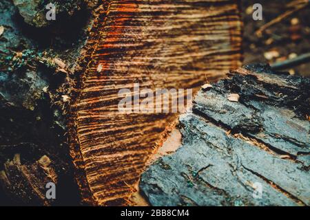 Trank einen alten Baum. Ein Apple. Der Holzverarbeitung. Textur. Stockfoto