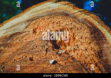 Trank einen alten Baum. Ein Apple. Der Holzverarbeitung. Textur. Stockfoto