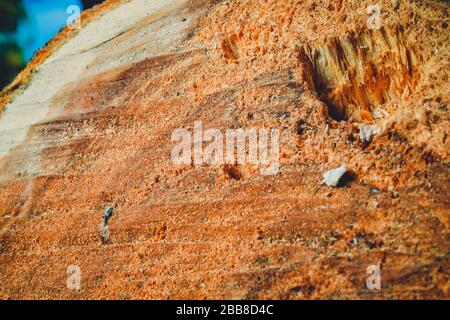 Trank einen alten Baum. Ein Apple. Der Holzverarbeitung. Textur. Stockfoto