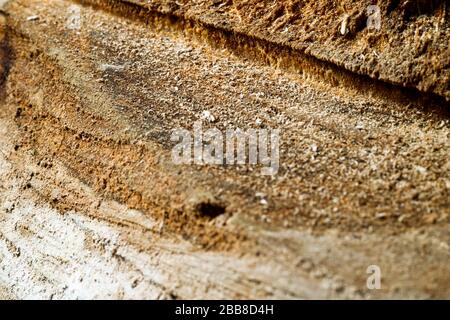 Trank einen alten Baum. Ein Apple. Der Holzverarbeitung. Textur. Stockfoto