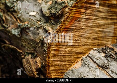 Trank einen alten Baum. Ein Apple. Der Holzverarbeitung. Textur. Stockfoto