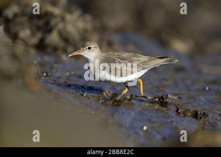 Ein junger, vagrant gefleckter Sandpiper (Actitis macularius) an einem Gezeitenfluss in Jarrow, Nordostengland, Großbritannien, Oktober 2018 Stockfoto