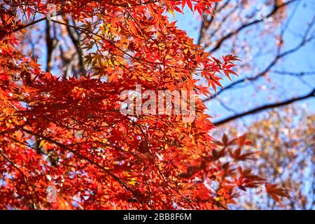Rote Blätter im Herbst auf dem Baum Stockfoto