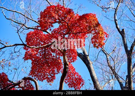 Roter Ahorn-Baum am blauen Himmel Stockfoto
