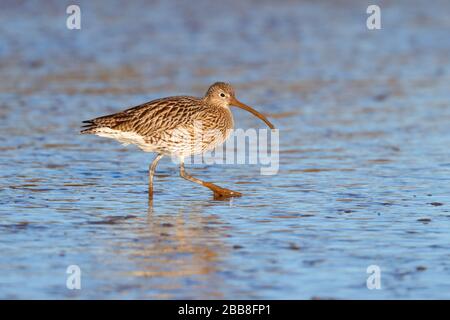 Ein Eurasischer Curlew (Numenius arquata) an einer Mündung auf Überwinterungsgebieten an der Nordküste von Norfolk, England, Großbritannien Stockfoto