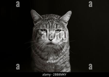 Schwarz-weißes pixie-bob-Katzen-Porträt Stockfoto