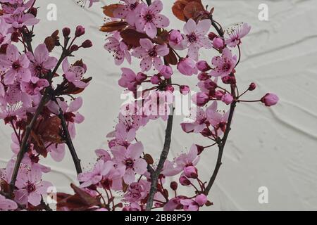 Prunus serrulata oder japanische Kirsche, auch Hügelkirsche, Orientkirsche oder ostasiatische Kirsche genannt. Erste Blumen im märz. Selecitve Focus, Sonnenlicht Stockfoto