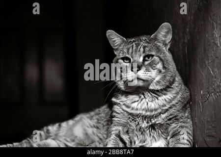 Schwarz-weißes pixie-bob-Katzen-Porträt Stockfoto