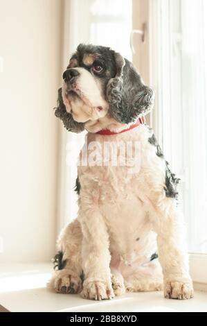 Ein süßer amerikanischer Cocker Spaniel in drei Farben mit rotem Kragen sitzt an einem sonnigen Tag in einem Zimmer am Fenster. Natürliches Licht. Stockfoto