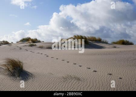 Fußstapfen in neu entstandenen Dünen beim zandmotorischen Projekt in Kijkduin, den Haag Stockfoto