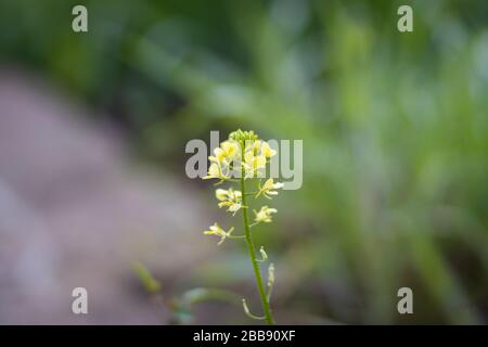 Sinapis arvensis, der Scharlocksenf im Frühjahr gelb blüht vor einem verschwommenen grünen Hintergrund. Stockfoto