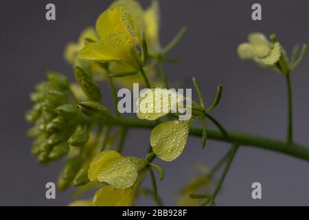 Sinapis arvensis, der Scharlocksenf im Frühjahr gelb blüht vor einem verschwommenen grauen Hintergrund. Nahaufnahme mit winzigen Tropfen Tau. Stockfoto