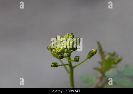 Sinapis arvensis, der Scharlocksenf im Frühjahr gelb blüht vor einem verschwommenen grauen Hintergrund. Nahaufnahme mit winzigen Tropfen Tau. Stockfoto