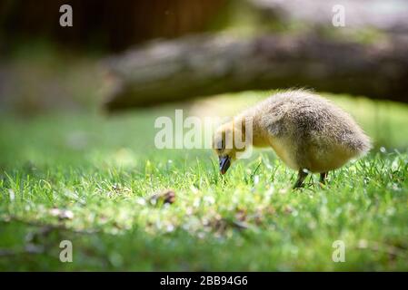Canada Gans gosling Weidewirtschaft (Branta canadensis) Stockfoto