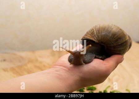 Afrikanische Achatina-Schnecke in der Hand zu Hause, Nahaufnahme Stockfoto