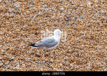 Single Seagull, larus argentatus, am Kieselstrand von Brighton, East Sussex, England Stockfoto