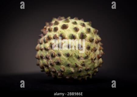 Makroaufnahme von runder Soursop- oder Graviola-Frucht mit stachelig lebhafter grüner Schale im Zusammenhang mit dem Zuckerapfel. Studio mit niedriger Tonart mit frischen Speisen. Stockfoto