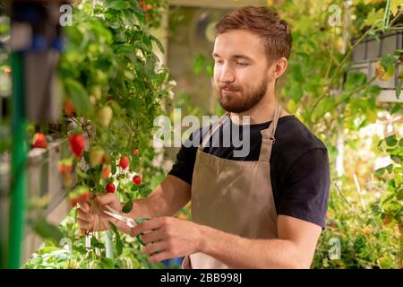 Bärtiger Arbeiter von Hothouse, der Schürze trägt, die lange Zweige mit einer Schere schneidet, während er allein in einem kleinen Gewächshaus arbeitet Stockfoto