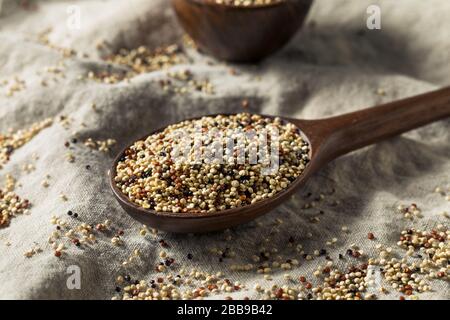 Raw Tricolor Organic Quinoa Kernals in einer Schüssel Stockfoto