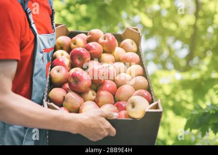 Bauer mit frisch geernteten Äpfeln in Karton. Landwirtschaft und Gartenbaukonzept. Stockfoto