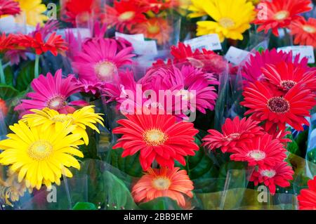 Bunte Gerbera-Blumen in Blüte stehen dicht auf dem Blumenmarkt. Stockfoto