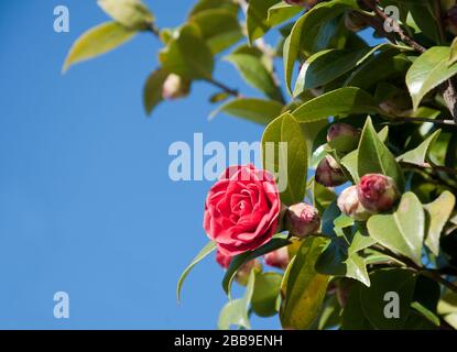 Blühender Kamelienstrauch auf blauem Himmel. Rotes Kamelien japanisch bei hellem Sonnenlicht Stockfoto