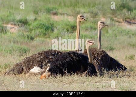 Gemeine Strauße (Struthio camelus), Erwachsene, Männer und Frauen, die auf Sandboden ruhen, Kgalagadi Transfrontier Park, Nordkaper, Südafrika Stockfoto