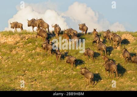 Blaue Wildebesten (Connochaetes taurinus), Herde, zu Fuß auf die Spitze der Düne, nahe des Tages, Kgalagadi Transfrontier Park, Nordkaper, Südafrika Stockfoto