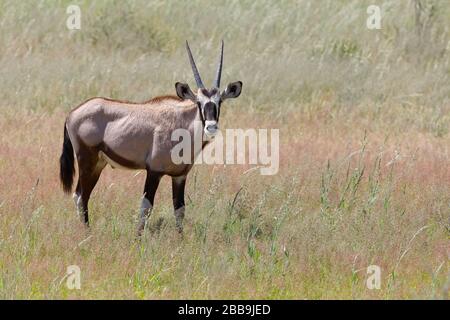 Gemsbok (Oryx gazella), junger Mann, im hohen Gras stehend, Kgalagadi Transfrontier Park, Nordkaper, Südafrika, Afrika Stockfoto