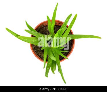 Draufsicht der Aloe Anlage in einem Topf isoliert auf weißem Hintergrund mit Beschneidungspfad Stockfoto