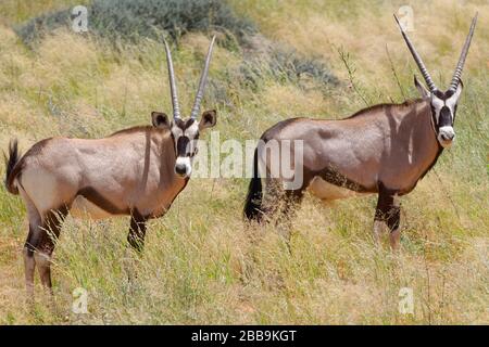 Gemsboks (Oryx gazella), zwei junge Oryxes, die im hohen Gras stehen, Kgalagadi Transfrontier Park, Northern Cape, Südafrika, Afrika Stockfoto